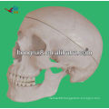 Life Size Human model for education skull Model